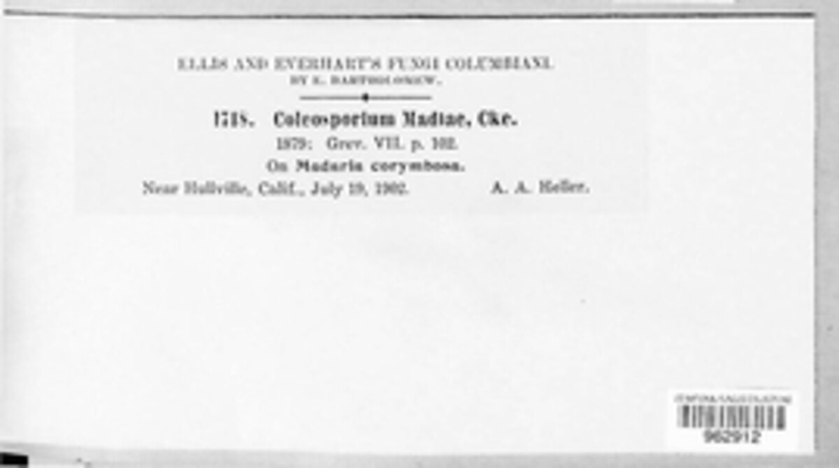 Coleosporium madiae image